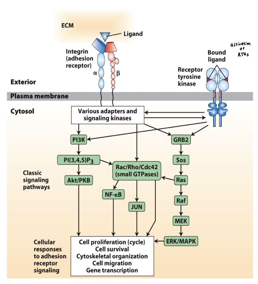 <p>Integrins interact via adapter proteins and signaling molecules with a broad array of intracellular signaling pathways </p><p>Integrin signaling is activated by both ECM binding and cytoskeletal interaction (<strong>bidirectional</strong> integrin signaling pathway) </p>