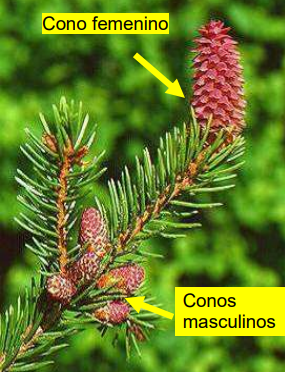 <ul><li><p>Especies <strong>monoicas </strong>→ flores de ambos sexos en la misma planta.</p></li><li><p>Conos (inflorescencias) unisexuales</p><ul><li><p><strong>Masculinos </strong>→ estambres con <strong>sacos polínicos</strong>.</p></li><li><p><strong>Femeninos </strong>→ escamas con <strong>primordios seminales</strong>.&nbsp;&nbsp;</p></li></ul></li></ul><p></p>