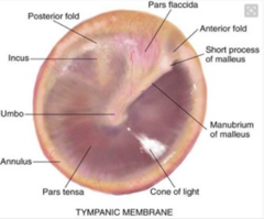 <p>•First, know what is normal.</p><p>•Look at every ear that walks through the door! You may need to look at 100 ears to realize what is normal and abnormal.</p><p>•Don't get discouraged!</p><p>•No ear looks the same</p>