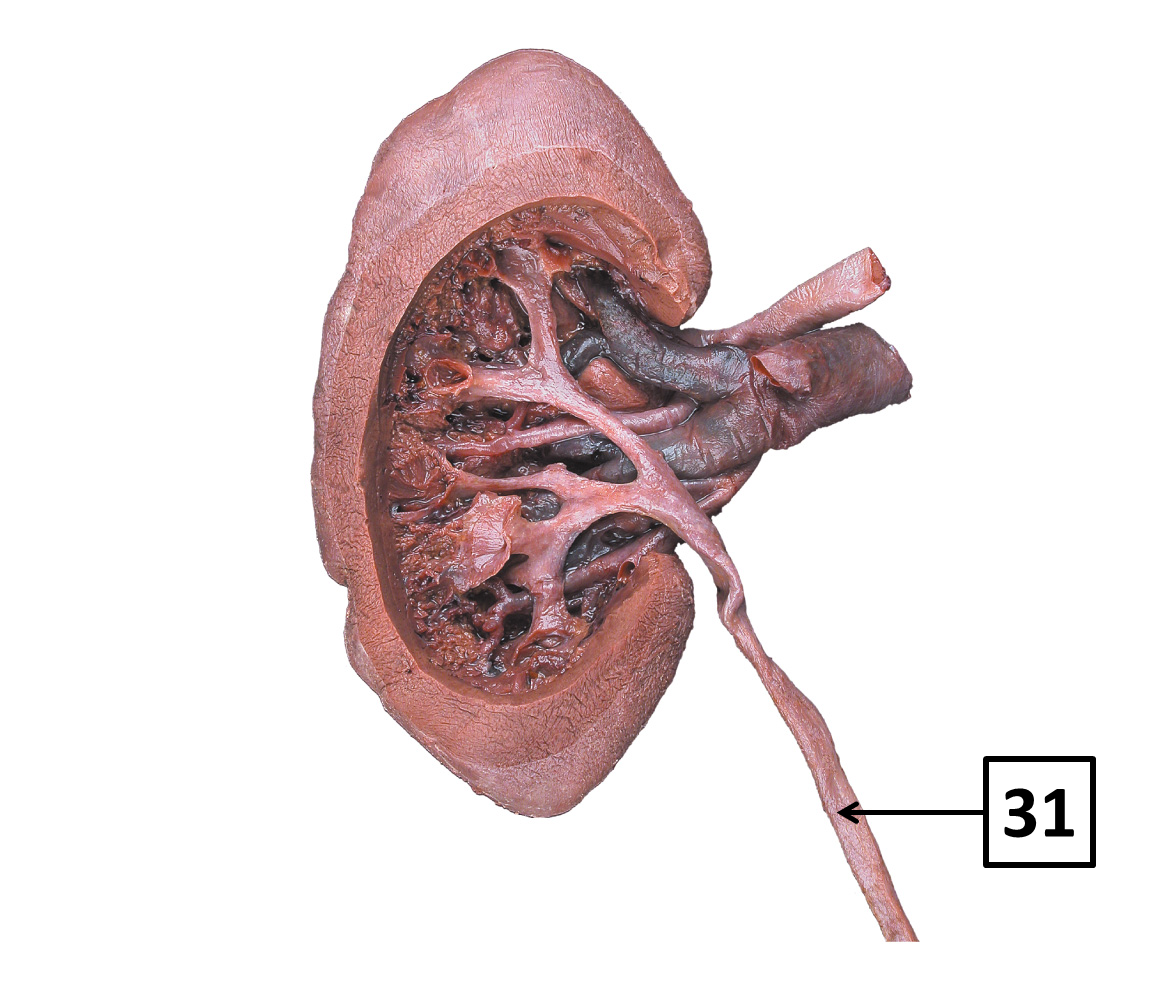 <p>Name and function </p>