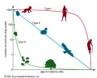 <p><strong>type 1</strong>: most individuals live out their lifespan and die of old age (k-spec)<br><strong>type 2:</strong> individuals die at a constant rate across their lifespan </p><p><strong>type 3:</strong> most individuals die early in life (r-spec)</p>