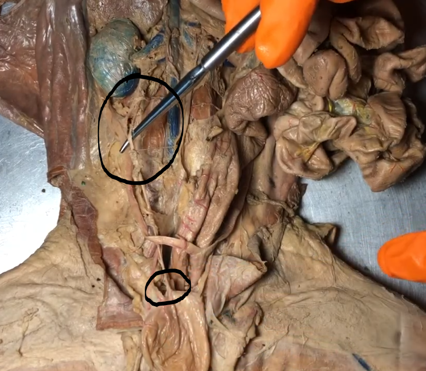 <p>What structure is this?</p>