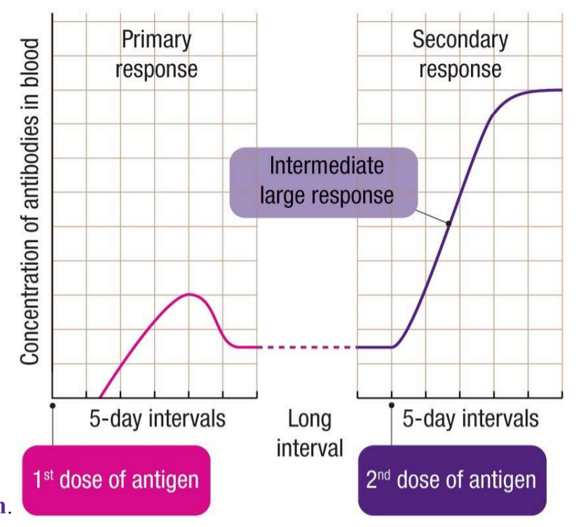 <ul><li><p>the memory cells now know how to produce the correct antibody </p></li></ul><p></p>