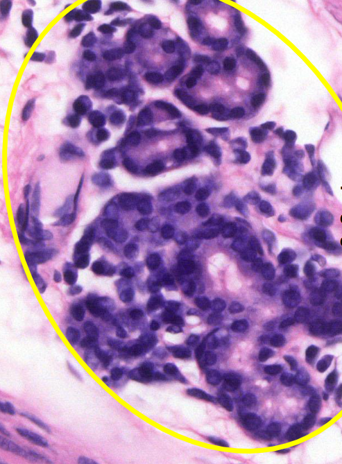 <p>structuur en soort epitheel</p>