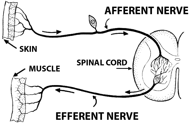<p>Efferent</p>