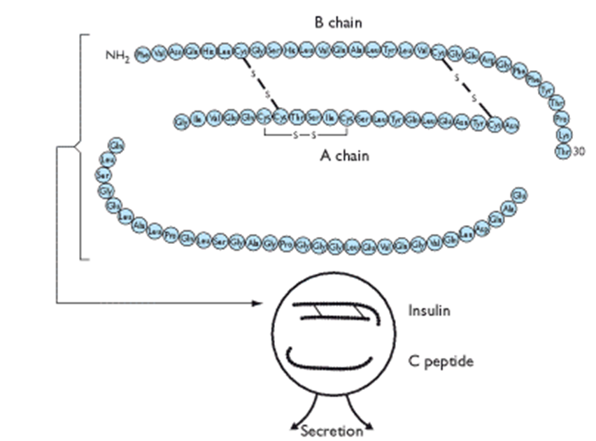 <ul><li><p>The B and A chain are biologically active</p></li><li><p>The C-peptide is inactive</p></li></ul><p></p>