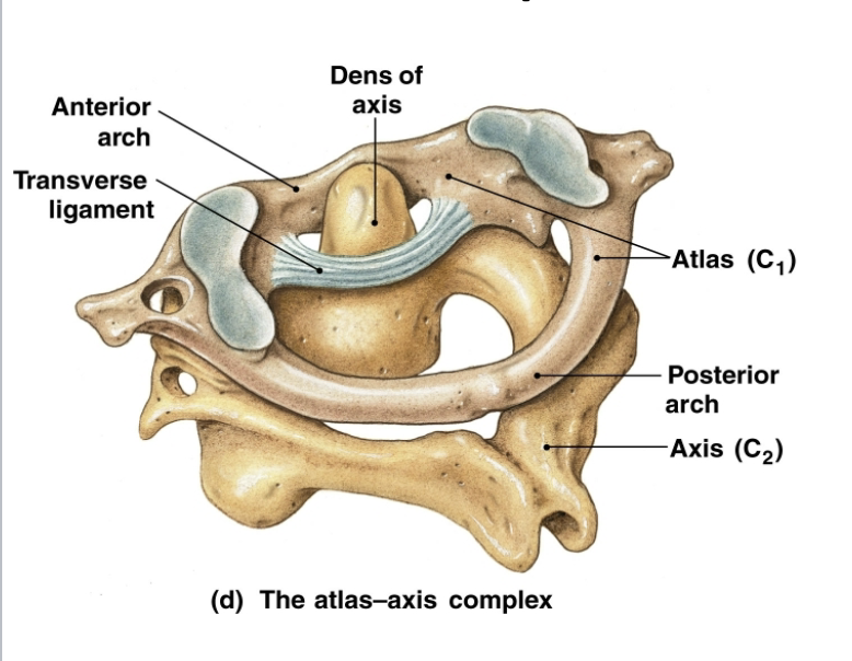 <p>Modified body (dens), atlas-axis joint allows heat L/R rotation</p>