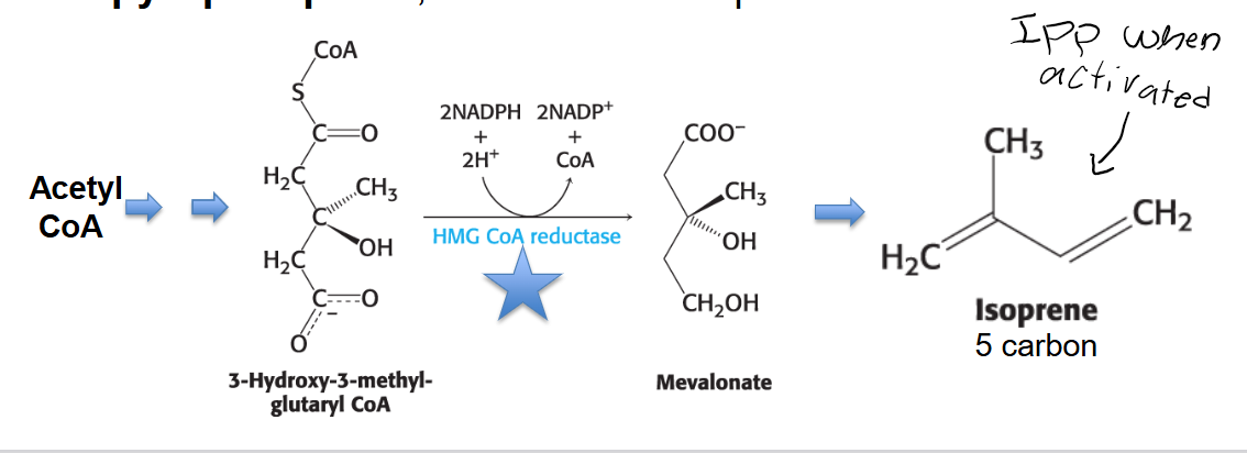 <p><strong>Mevalonate Synthesis (Rate-Limiting Step)</strong>: HMG CoA is then reduced using NADPH to <strong><em>mevalonate</em></strong>. This is the <strong><em>committed and rate-limiting step</em></strong> in cholesterol formation.</p><ul><li><p>The enzyme catalyzing this irreversible step is <strong><em>3-hydroxy-3-methylglutaryl CoA reductase (HMG-CoA reductase)</em></strong>.</p></li><li><p><strong>HMG-CoA reductase is the key control site for cholesterol biosynthesis, and it requires NADPH.</strong></p></li></ul><p></p>