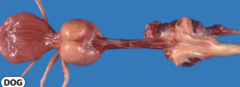 <p>How do you diagnose benign prostatic hyperplasia (BPH)?</p>