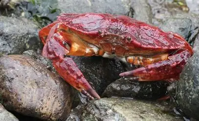 <p><span>Prefer </span><strong>sand, gravel, rock, and kelp‑associated habitats</strong><span> depending on species.</span></p><p><strong>Omnivorous</strong><span>, feeding on various invertebrates and scavenging.</span></p><p><span>Females lay </span><strong>125,000–500,000 eggs</strong><span>.</span></p>