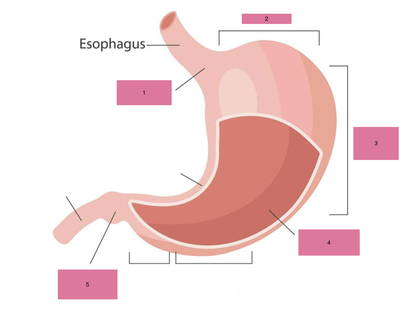 <p>what is 1 of the stomach</p>