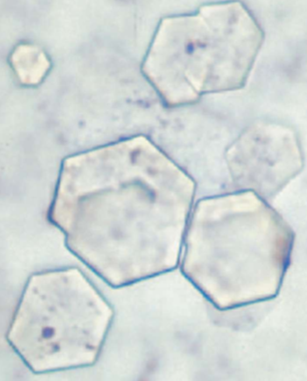 <ul><li><p>flat, colorless, 6 sided</p></li></ul><p></p>