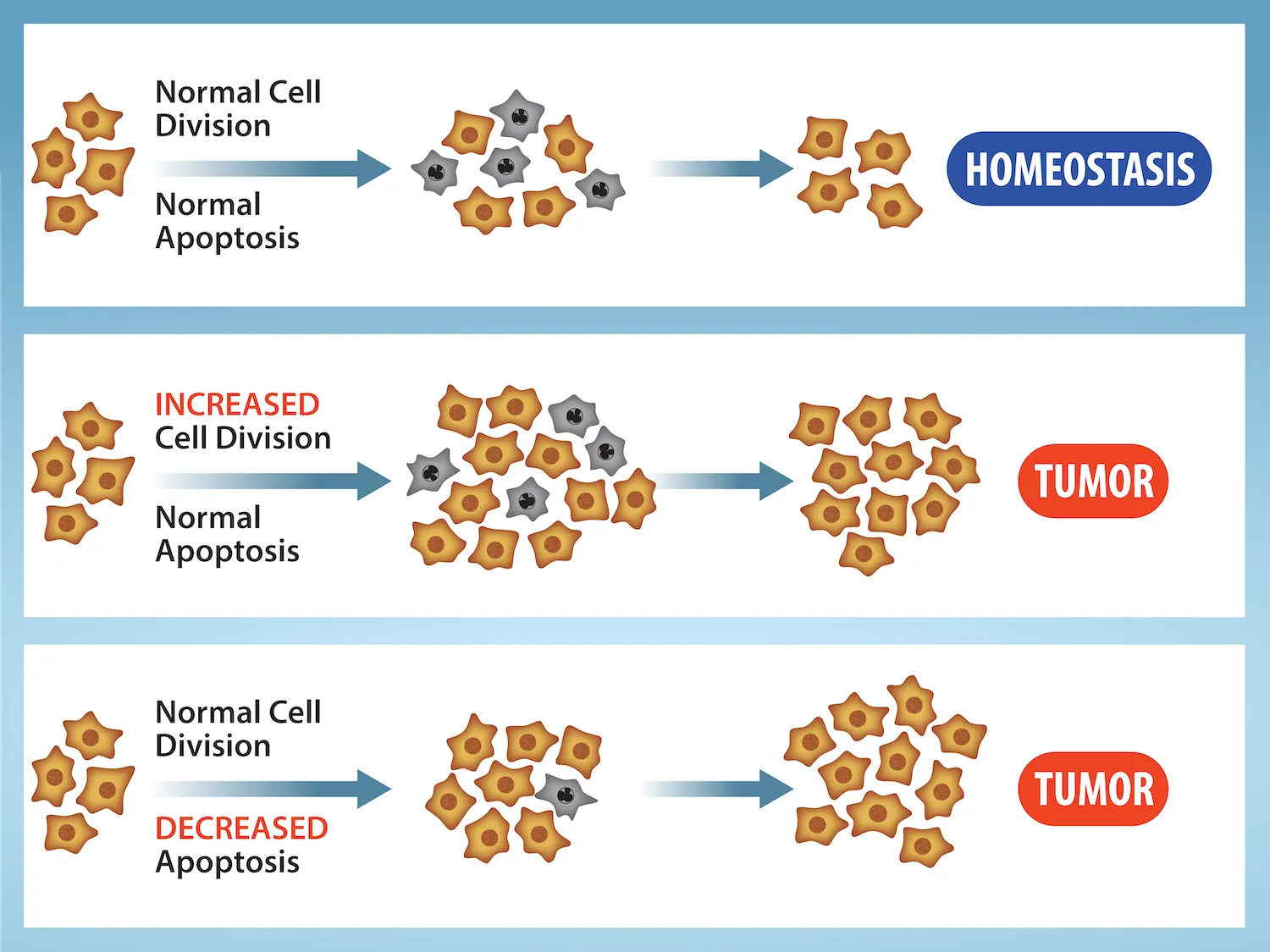 <p>and incorrect DNA is replicated over and over again and often results in the formation of a tumor</p>