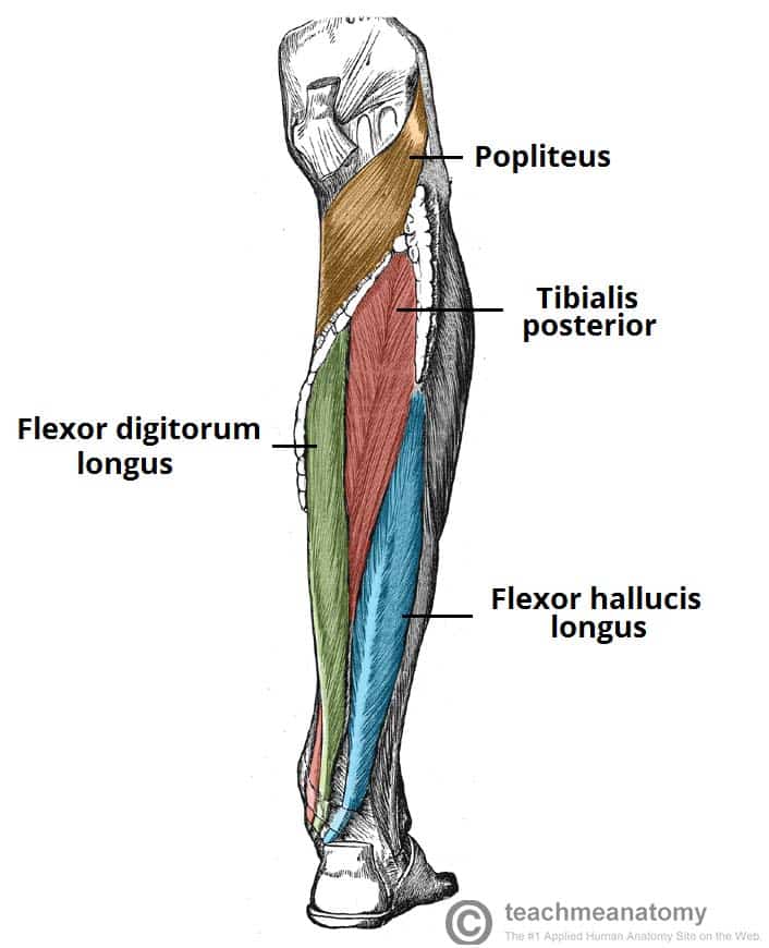 <p>Proximal Attachment (O): Medial part of posterior surface of tibia inferior to soleal line; by a broad tendon to fibula</p><p>Distal Attachment (I): Bases of distal phalanges of lateral four digits</p><p>Nerve: Tibial nerve (S2, S3)</p><p>Action: Flexes lateral four digits; plantarflexes ankle joint; supports longitudinal arches of foot</p>
