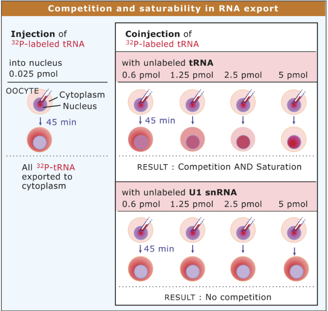 <p>Experiments demonstrate that there are different types of exportins for different kinds of RNAs</p>