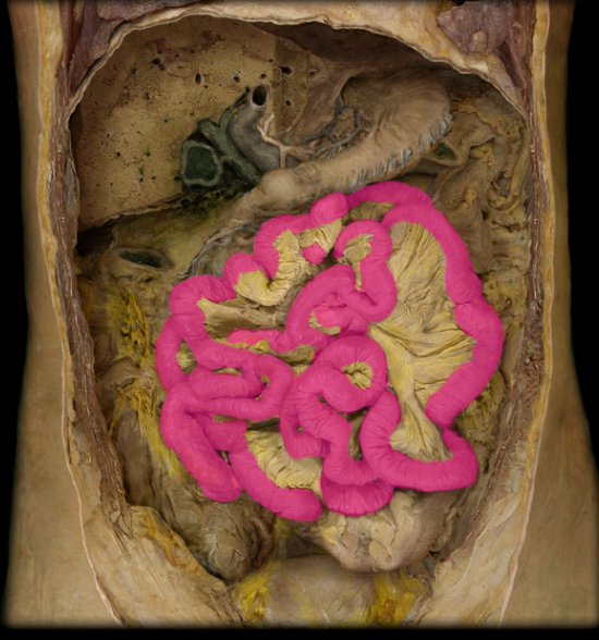 <p>What organ is this</p>