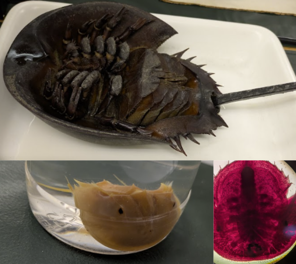 <p>K, Clade, P, Subphylum, C?</p>