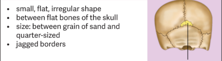 <p>They are found in between the flat bones of the skull.</p><ul><li><p><span style="color: yellow;">The number of this type of bone varies from person to person.</span></p><ul><li><p>Are small and flat </p></li></ul></li></ul><p></p>