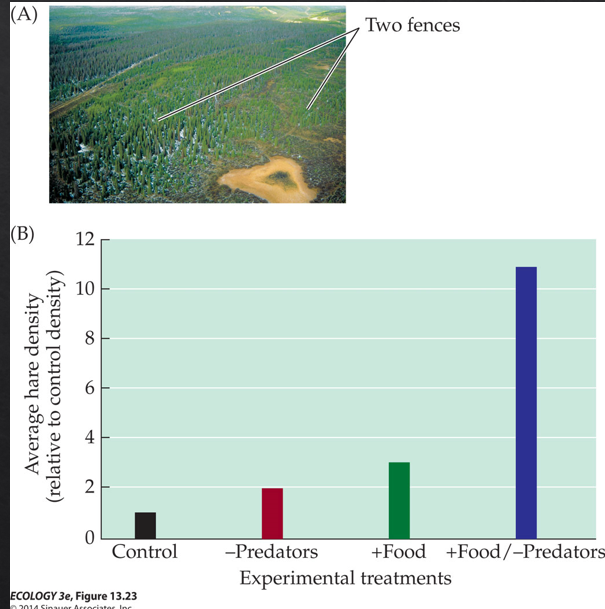 <p>The most famous real-world example of predator-prey oscillations, drawn from Hudson's Bay Company fur trade records spanning and an example of the limitations of the Lotka Voltera predator prey model.</p><p>Hare populations cycle with a ~10-year period, and lynx populations lag behind by about 1–2 years — exactly what the L-V model predicts in terms of phase offset.</p><p class="font-claude-response-body break-words whitespace-normal">However, the hare cycle is <strong>not purely driven by lynx predation. </strong>hares overgraze their food supply at peak densities, and this food depletion contributes to the crash independently of lynx.</p><p class="font-claude-response-body break-words whitespace-normal">he L-V model only includes predation as the driver of prey decline, but the snowshoe hare data shows that <strong>food supply from below</strong> (bottom-up) interacts with <strong>predation from above</strong> (top-down)</p>