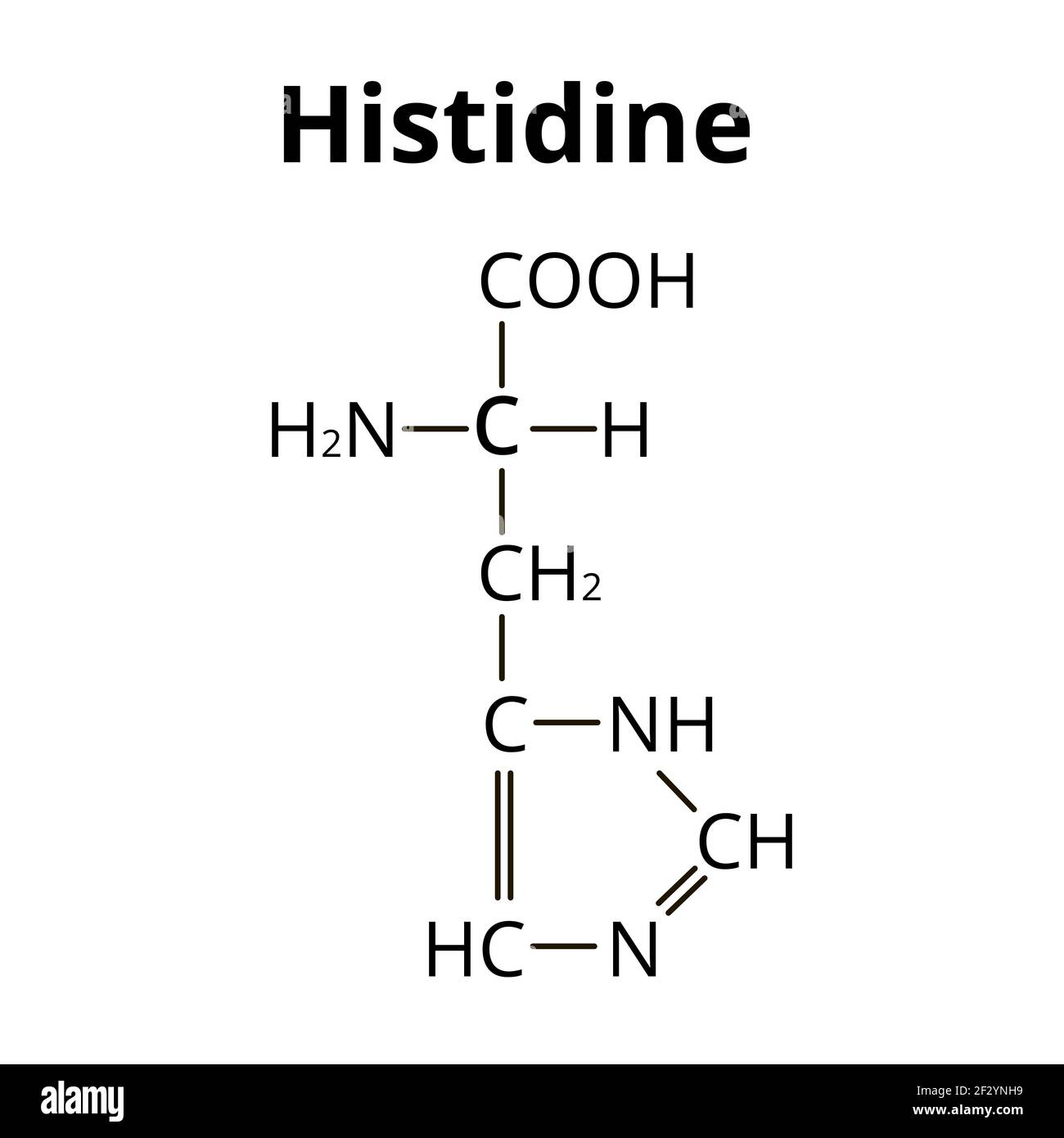 <p>Histidine</p>
