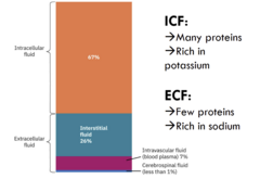 <p>ICF: is fluid inside the cell (cytosol) 2/3 of all body fluids</p><p>ECF: fluid outside the cell 1/3 of all body fluids</p>
