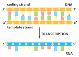 <p>-<span style="background-color: transparent;">template </span></p><p><span style="background-color: transparent;">-coding </span></p>