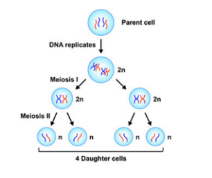 <p>Specialized form of cell division that is <strong>involved in the production of gametes </strong>for sexual reproduction; Introduces genetic diversity results in genetically unique daughter cells; formation of <strong>four non-identical haploid</strong> daughter cells</p>