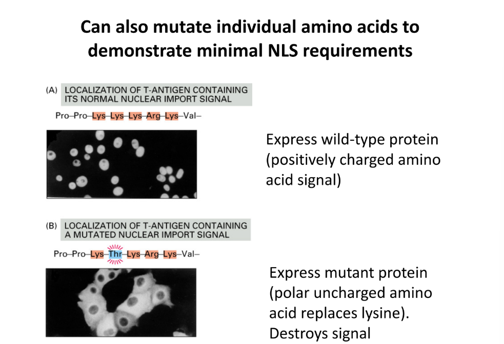 <ul><li><p>Compare wild-type protein (positively charged amino acid - Lys, Arg) </p><ul><li><p>Replace Lys for polar uncharged amino acid (Thr) → DESTROYS signal</p></li></ul></li><li><p>Proves that NLS is necessary </p></li></ul><p></p>