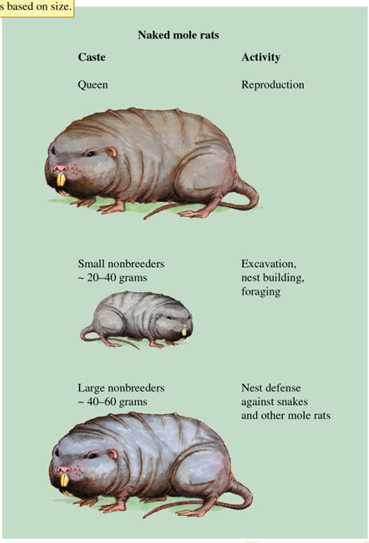 <p>Yet naked mole rats have a single reproductive queen, sterile workers, and nest defenders. The explanation is that inbreeding in underground colonies is so extreme that the average genetic relatedness within a colony is r = 0.81</p>
