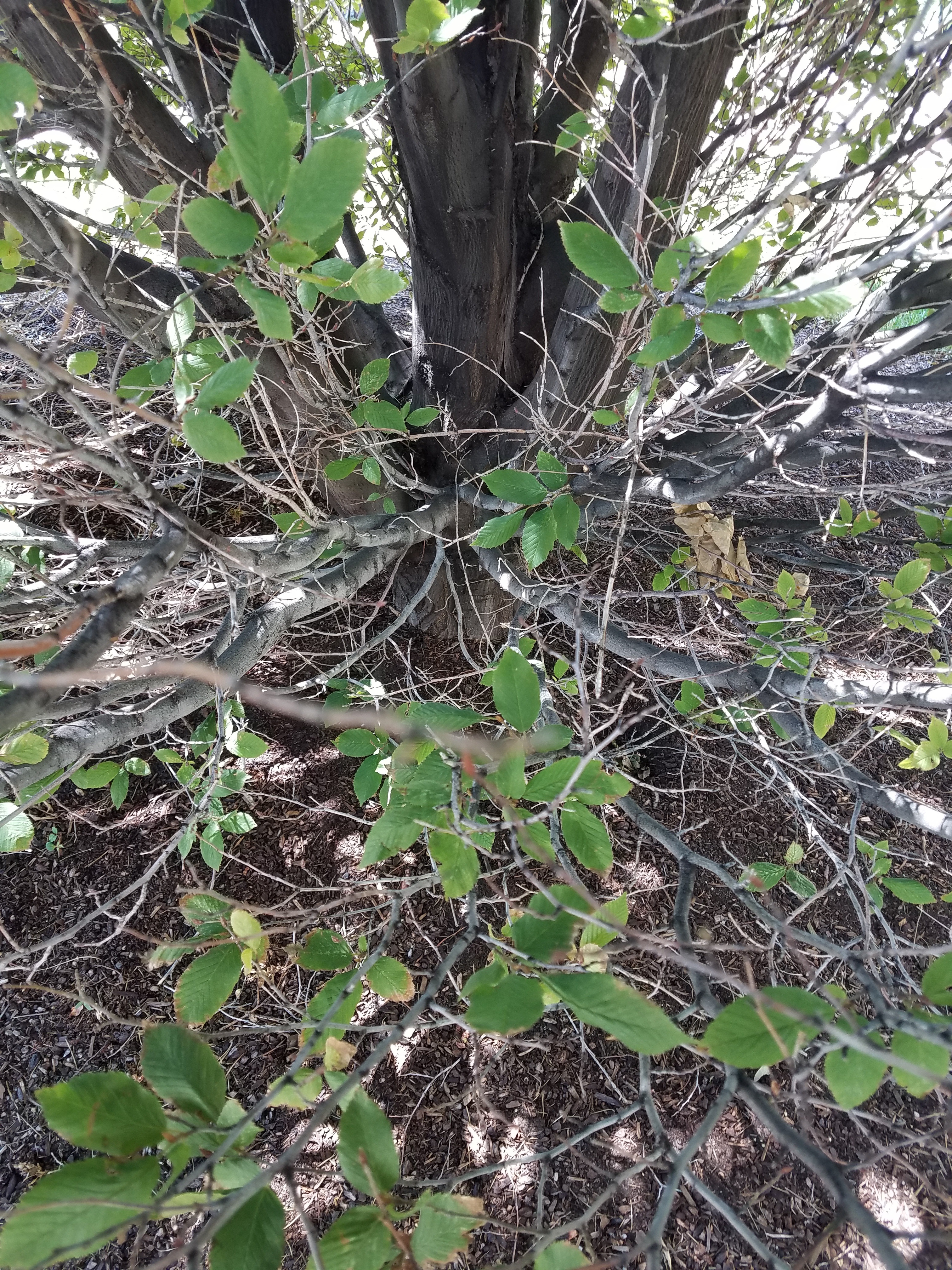 <p>What is this plant’s common name?</p>