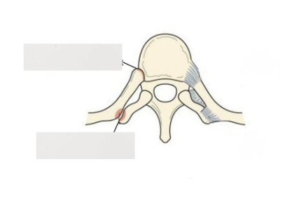 <p>What two joints does the vertebrae attach to the ribs? What kind of joints are they</p>