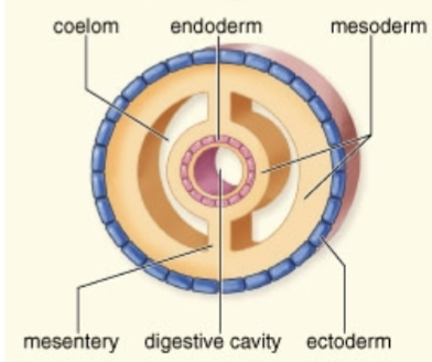 <p>Eucoelomate (True Coelom)</p>