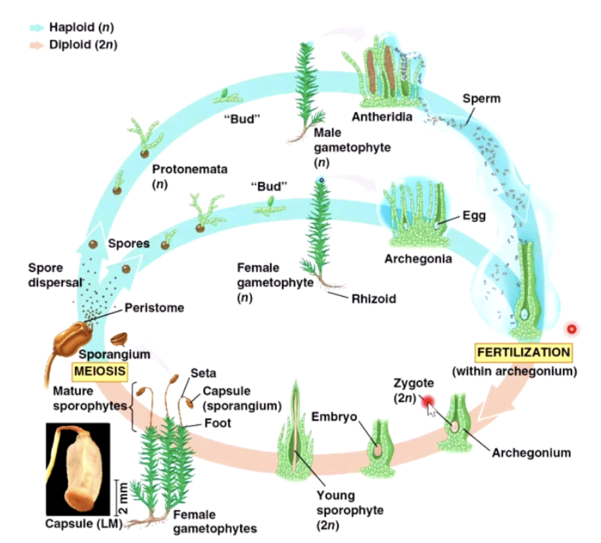 <p>yes…<br>Look at the n. Switches between two types. One haploid on diploid. And the one creates the other</p>