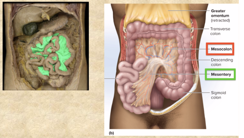 <p>anchors colon to posterior abdominal wall</p>