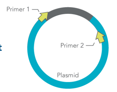 <p>How can PCR be used to determine the direction of a plasmid insert?</p>