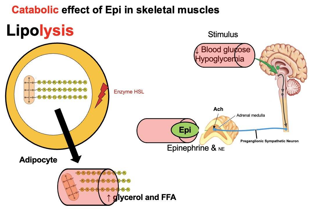 <p>Fasting → epinephrine → ↑ lipolysis in adipose tissue</p><p>Triglycerides → <strong>free fatty acids (FFA) + glycerol</strong></p><ul><li><p>FFA → used for energy (β-oxidation)</p></li><li><p>Glycerol → used for gluconeogenesis</p></li></ul><p>→ provides fuel and helps maintain blood glucose</p>
