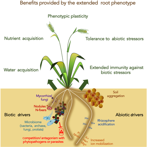 <p>area around root tips that change chemical composition of soil, dead cells come off root cap (microbes) and attract bacteria, meristematic = cells keep dividing and keeps growing, produce mucilage (slime)</p>