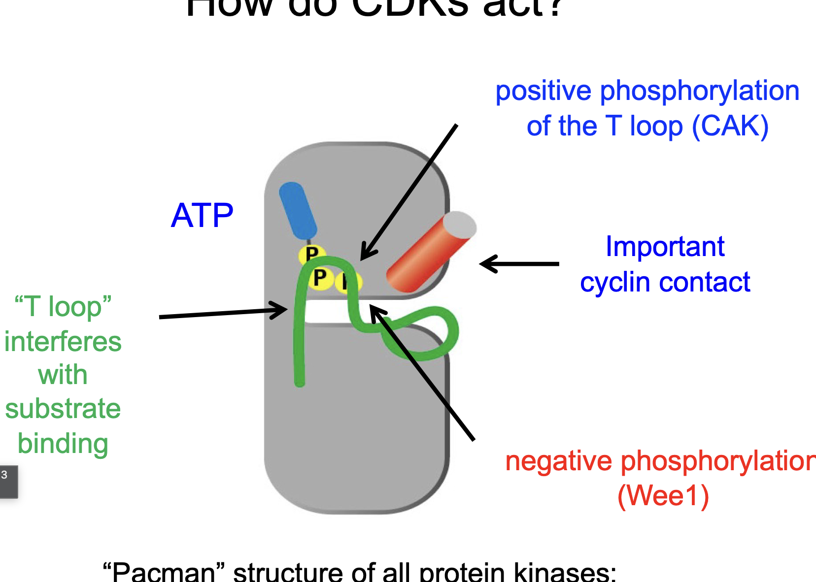 <p>After CAK and Cdc25</p>