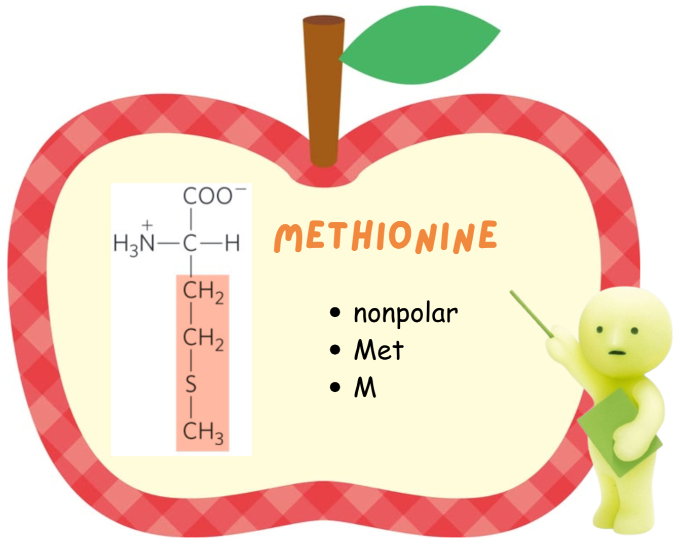 <ul><li><p>Methionine</p></li><li><p>nonpolar</p></li></ul><p></p>