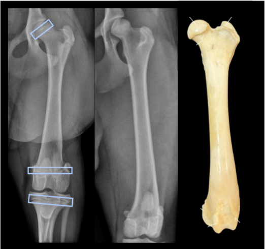 <p>growth plate</p><p>cartilagenous</p><p>only seen while bone is growing (only juveniles)</p>