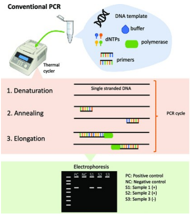 <p>Electrophoresis (lab technique that separates charged molecules based on size and electrical charge using electric field)</p>