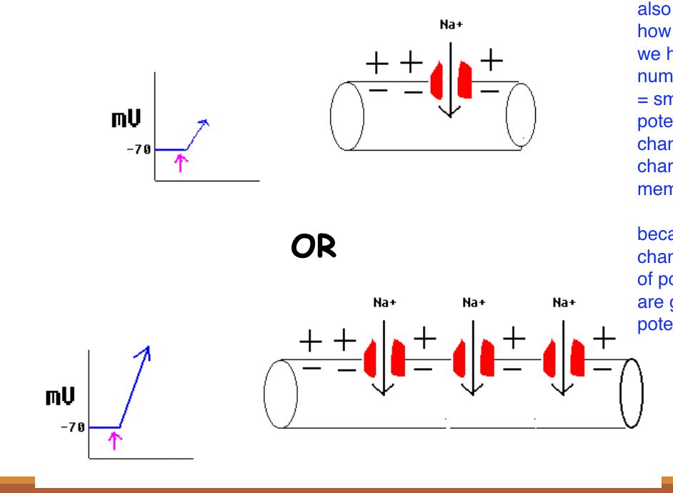 <p>Membrane potentials we can change depending on how many channels we have</p><ul><li><p>Small number of open channels = small change in membrane potential </p></li><li><p>Many open channels = big change in membrane potential </p></li></ul><p></p>