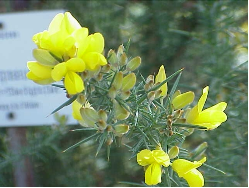 <p>Ulex europaeus</p>