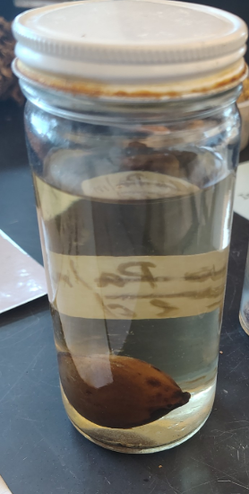 <p>Gymnosperms </p><ol><li><p>Name the phylum</p></li></ol><p></p>