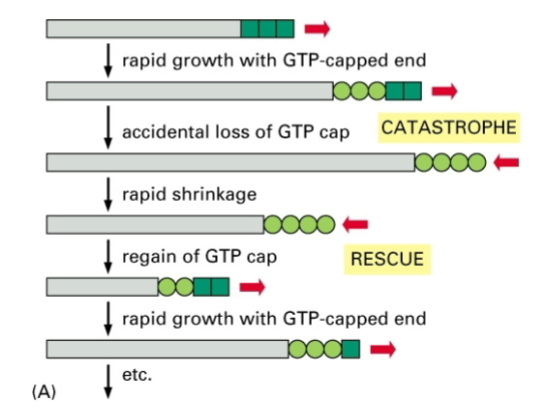 <p>minor, temporary fluctuations in rates of assembly/disassembly, characteristic of microtubule polymerization.</p>