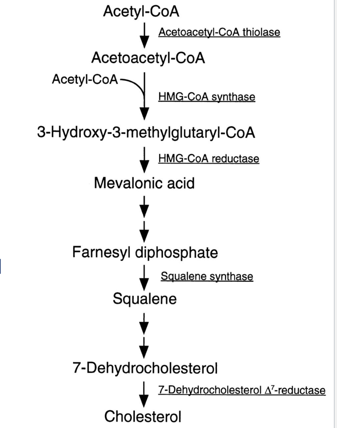 <p>Using acet-l COA to create cholesterol by liver</p><p>hepatocytes</p><p></p><ul><li><p>The amount this is used is genetic</p></li></ul><p></p><ul><li><p>Most important emnzynme is the HMG-CoA Reductase (what is used to stop this</p></li></ul><p></p>