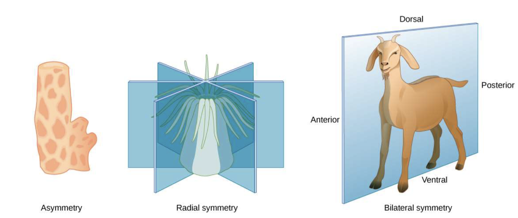 <p>a: if split in half, halves not identical</p><p>radial: if cut into like a piece of pie, all pie pieces identical</p><p>bs: if cut in half, halves are identical</p><p>rotational: if rotated by 180 degrees and cut in half, halves are identical (example: Ctenophores (comb jellies))</p>