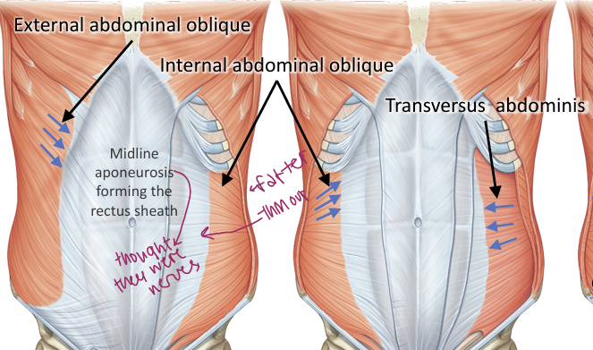 <p>External oblique, internal oblique and transversus abdominis form the muscular layers of the anterolateral abdominal wall, located outside semilunar line </p>