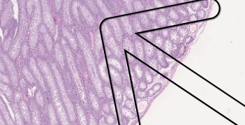 <p>are these developing or mature</p>