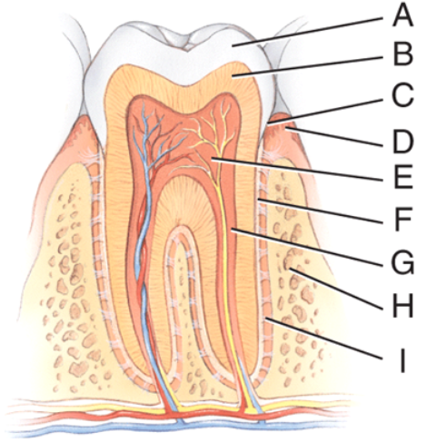 <p>This has an opening called the apical foramen.</p><p>a) A </p><p>b) F </p><p>c) G </p><p>d) H </p><p>e) I</p>
